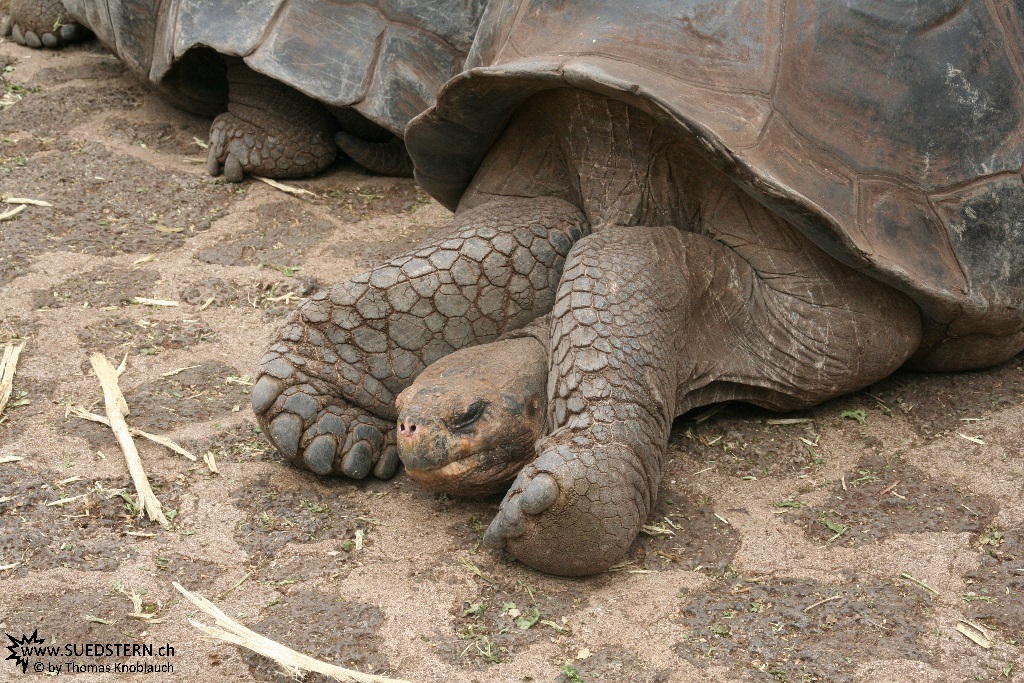 Turtoise - Galapagos 2010 -IMG 8510
